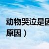 動物哭泣是因為什么（動物的哭泣一般是什么原因）