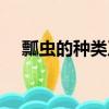 瓢蟲的種類及圖片（瓢蟲的種類有哪些）