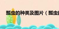 瓢蟲的種類及圖片(瓢蟲的種類有哪些)