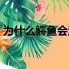 為什么鱷魚會流眼淚（為什么鱷魚會流眼淚）