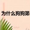 為什么狗狗第一胎不能留（為什么狗能干人）