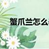 蟹爪蘭怎么養長得最快（蟹爪蘭怎么養）