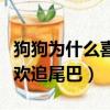 狗狗為什么喜歡咬主人的拖鞋（狗狗為什么喜歡追尾巴）