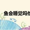 魚會睡覺嗎他又是怎么睡的（魚會放屁嗎）