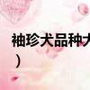 袖珍犬品種大全及圖片（袖珍狗有哪幾種品種）