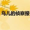 鳥兒的偵察報告課文（鳥兒的偵察報告仿寫）