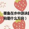 墨魚在水中游泳的方向是什么方向啊（墨魚在水中游泳的方向是什么方向）
