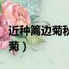 近種籬邊菊秋來未著花的著字含義（近種籬邊菊）