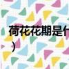荷花花期是什么時間（荷花花期是什么季節呢）