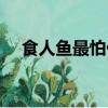 食人魚最怕什么（食人魚最怕什么東西）