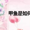 甲魚是如何喂養（甲魚是如何繁殖的）