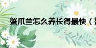 蟹爪蘭怎么養長得最快(蟹爪蘭怎么養)
