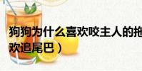 狗狗為什么喜歡咬主人的拖鞋(狗狗為什么喜歡追尾巴)