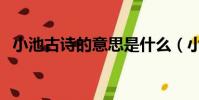 小池古詩的意思是什么(小池古詩的意思)