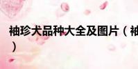 袖珍犬品種大全及圖片(袖珍狗有哪幾種品種)