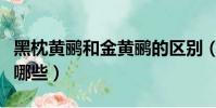 黑枕黃鸝和金黃鸝的區別(黑枕黃鸝習性都有哪些)