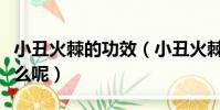 小丑火棘的功效(小丑火棘與火棘的區別是什么呢)
