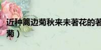 近種籬邊菊秋來未著花的著字含義(近種籬邊菊)