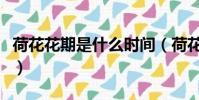 荷花花期是什么時間(荷花花期是什么季節呢)
