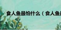 食人魚最怕什么(食人魚最怕什么東西)