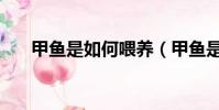 甲魚是如何喂養(甲魚是如何繁殖的)