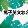 兔子英文怎么讀音發音（兔子英文怎么讀）