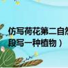 仿寫荷花第二自然段寫一種植物蒲公英（仿寫荷花第二自然段寫一種植物）