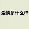 愛情是什么樣子的文案（愛情是什么樣子的）