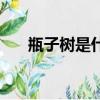 瓶子樹是什么樣子的（瓶子樹是什么）