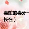 毒蛇的毒牙一般是長在哪里（毒蛇的毒牙一般長在）