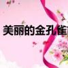 美麗的金孔雀簡譜唱法（美麗的金孔雀簡譜）