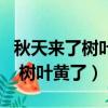 秋天來了樹葉黃了一群大雁往南飛（秋天來了 樹葉黃了）
