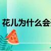 花兒為什么會開主要內容（花兒為什么會開）