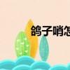 鴿子哨怎么做的（鴿子哨怎么帶）