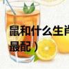 鼠和什么生肖最配是上等婚姻（鼠和什么生肖最配）