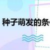 種子萌發的條件實驗視頻（種子萌發的條件）