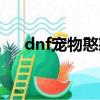 dnf寵物憨憨牛屬性（dnf寵物憨憨牛）