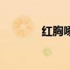 紅胸啄花鳥介紹（紅胸田雞）