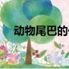 動物尾巴的作用視頻（動物尾巴的作用）