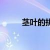 莖葉的拼音是什么（莖葉的拼音）