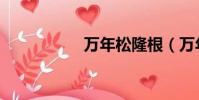 萬年松隆根(萬年松)