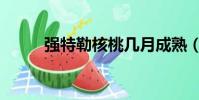 強特勒核桃幾月成熟(強特虐文)