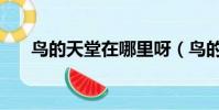 鳥的天堂在哪里呀(鳥的天堂在哪里)