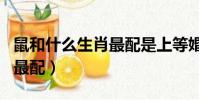 鼠和什么生肖最配是上等婚姻(鼠和什么生肖最配)