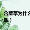 含羞草為什么會動簡單了解（含羞草為什么會動）