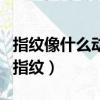 指紋像什么動物（什么動物擁有和人類相似的指紋）