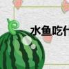 水魚吃什么食物啊（水魚吃什么）