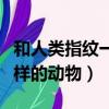 和人類指紋一樣的動物有什么（和人類指紋一樣的動物）