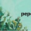 pepe（關于pepe的簡介）