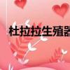 杜拉拉生殖器（關于杜拉拉生殖器的簡介）